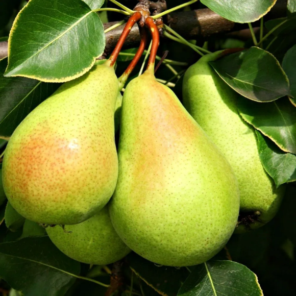 Imagem Muda de Alta Qualidade