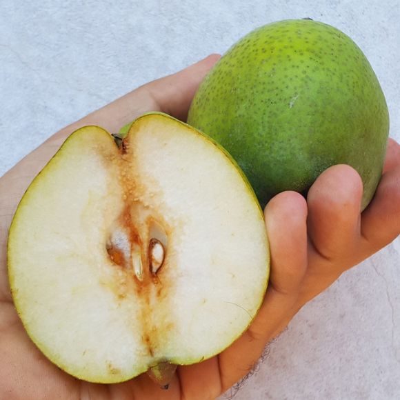 Imagem Fruto da Pera D'&Aacute;gua