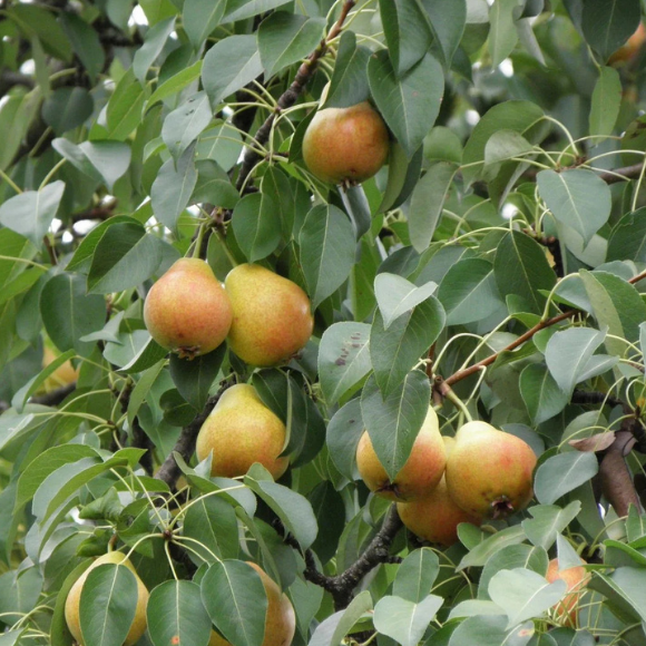 Imagem Fruto da Pera D'&Aacute;gua