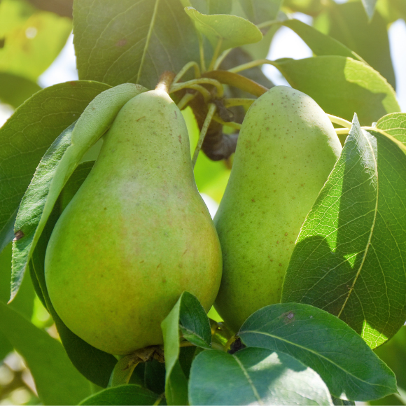 Imagem Fruto da Pera D'&Aacute;gua