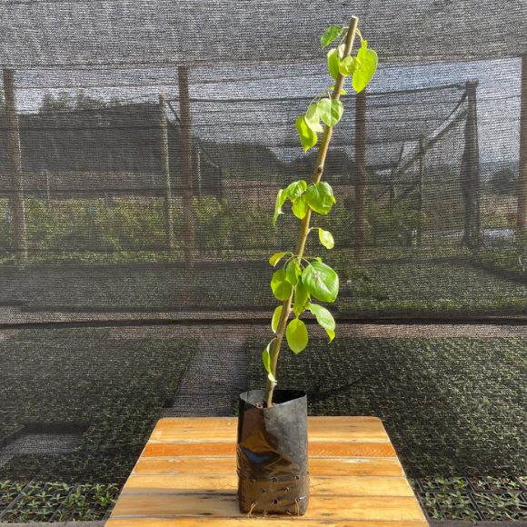 Imagem Muda da Pera Nashi Ma&ccedil;&atilde;