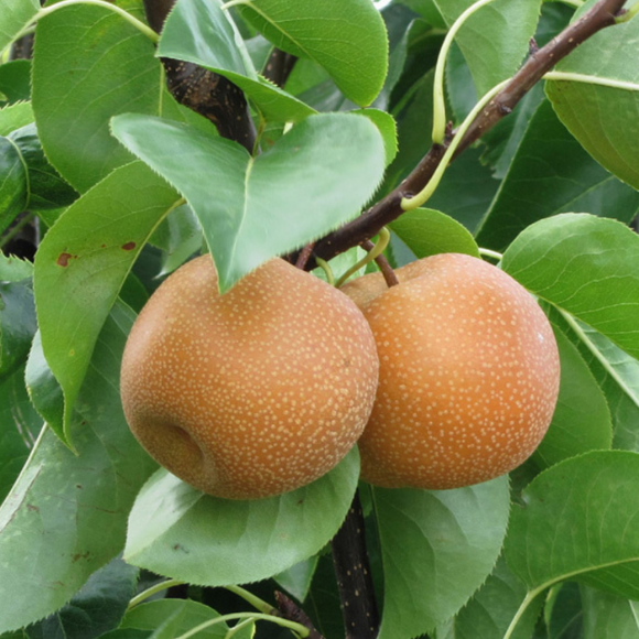 Imagem Fruto da Pera Nashi Ma&ccedil;&atilde;