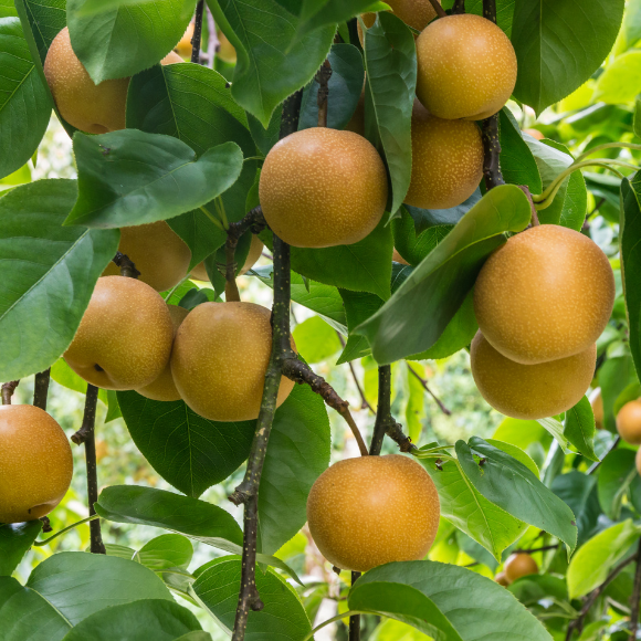 Imagem Muda de Alta Qualidade