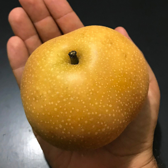 Imagem Fruto da Pera Nashi Ma&ccedil;&atilde;
