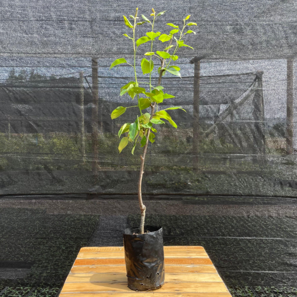 Imagem Muda da Pera Keiffer