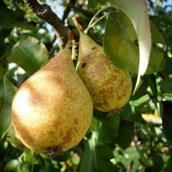 Imagem Muda de Alta Qualidade