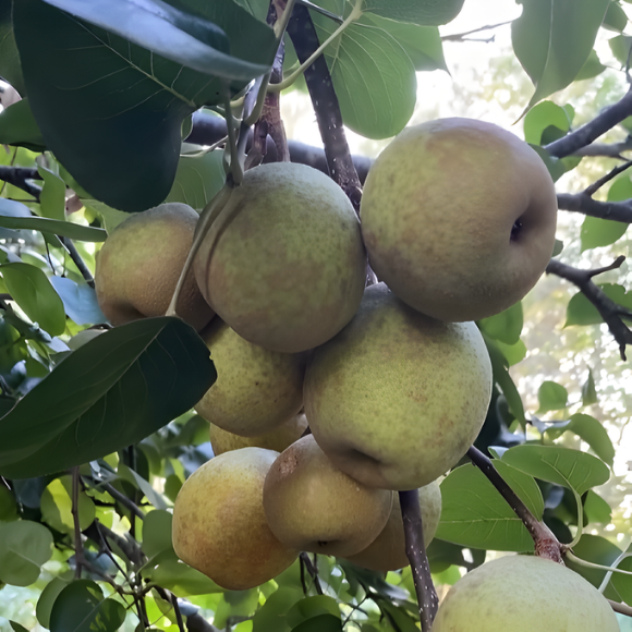 Imagem Fruto da Pera Keiffer