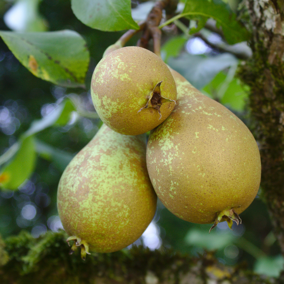 Imagem Fruto da Pera Keiffer