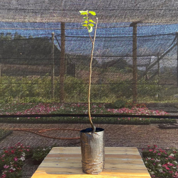 Imagem Muda do Marmelo Doce