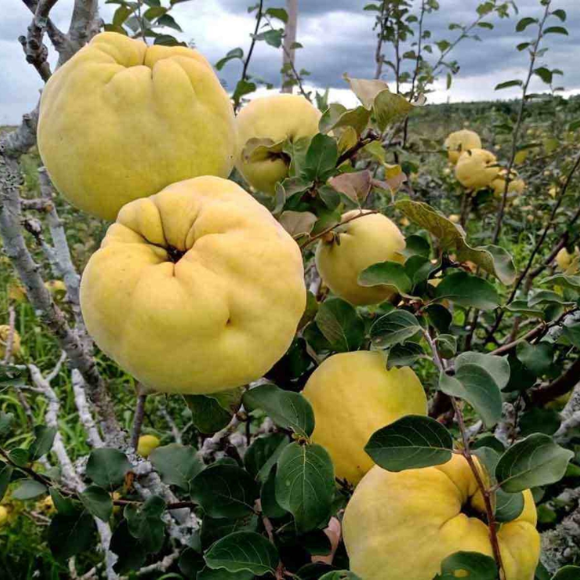 Imagem Muda de Alta Qualidade