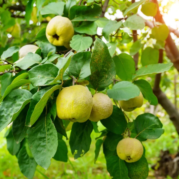 Imagem Fruto do Marmelo Doce