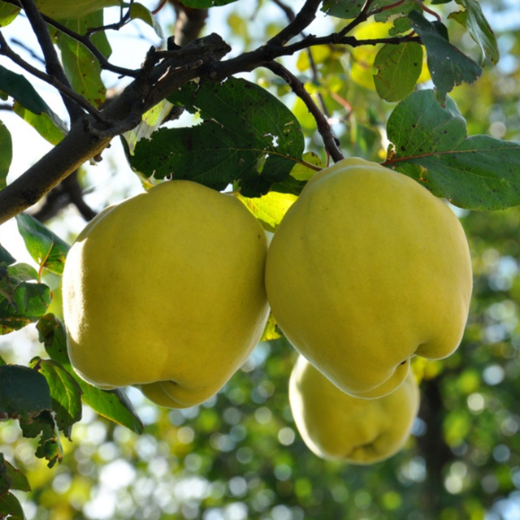 Imagem Fruto do Marmelo Doce