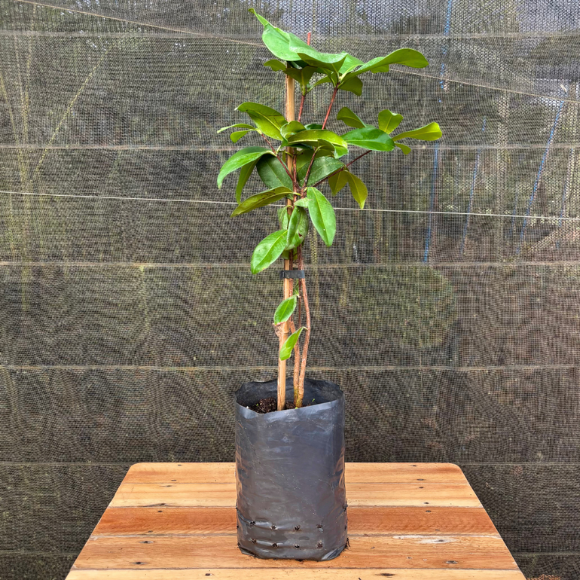 Imagem Muda da Grumixama