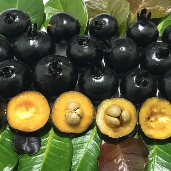 Imagem Fruto da Grumixama