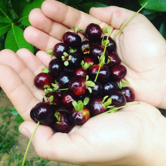 Imagem Fruto da Grumixama