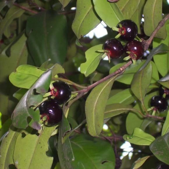 Imagem Fruto da Grumixama