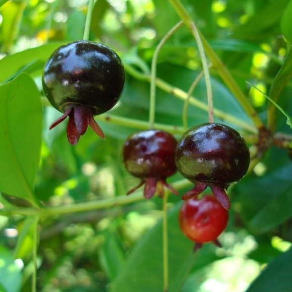 Imagem Muda de Alta Qualidade