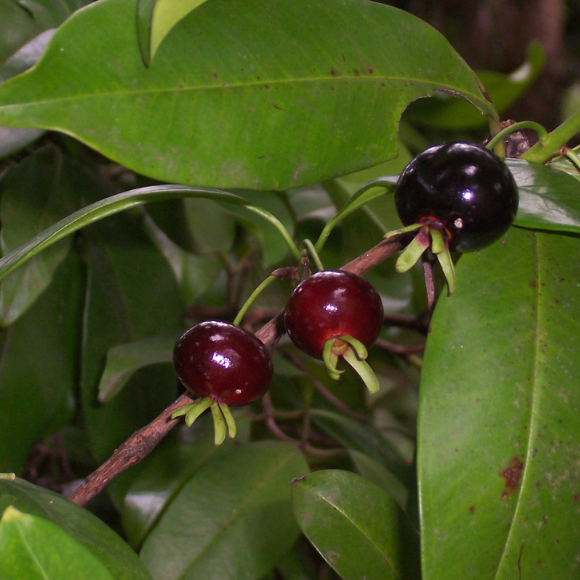 Imagem Fruto da Grumixama