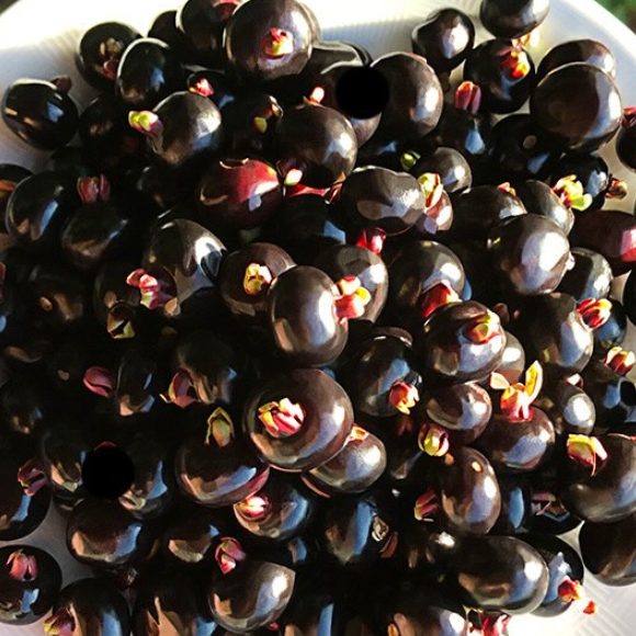 Imagem Fruto da Grumixama