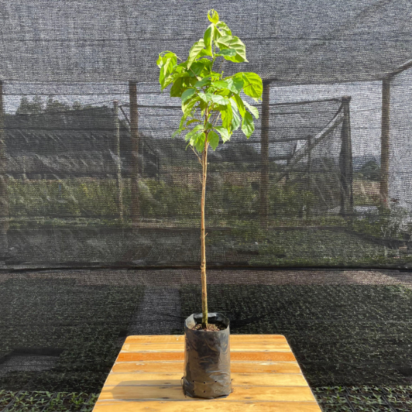 Imagem Muda da Guabiroba