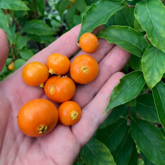 Imagem Fruto da Guabiroba