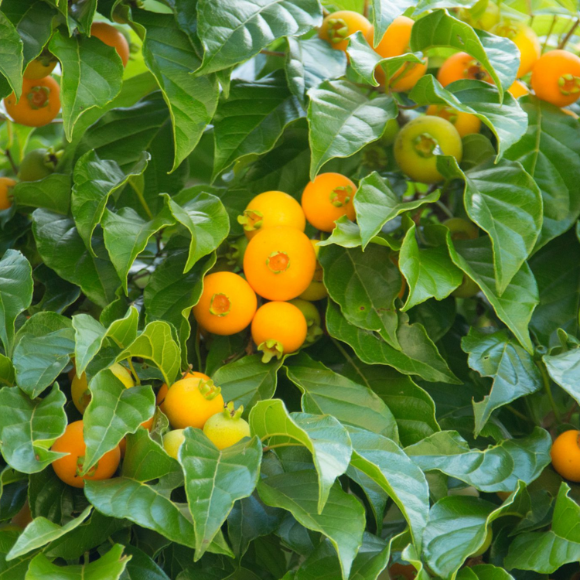 Imagem Muda de Alta Qualidade