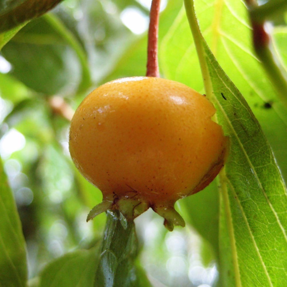 Imagem Fruto da Guabiroba