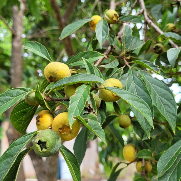 Imagem Fruto da Guabiroba