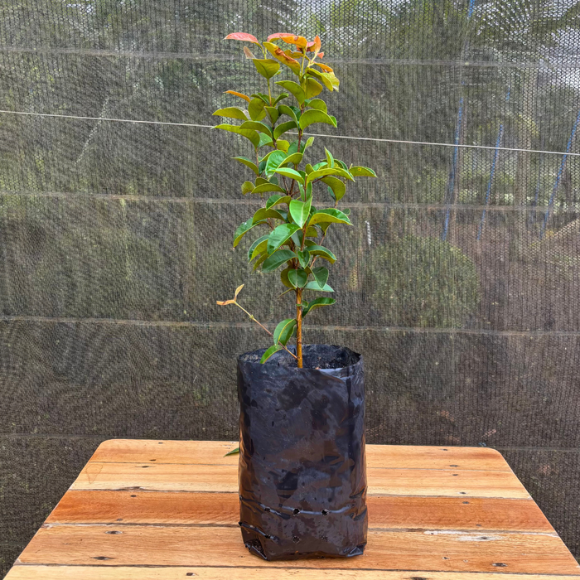 Imagem Muda do Guabij&uacute;