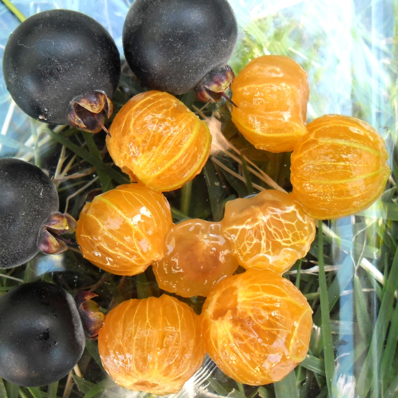 Imagem Fruto do Guabij&uacute;