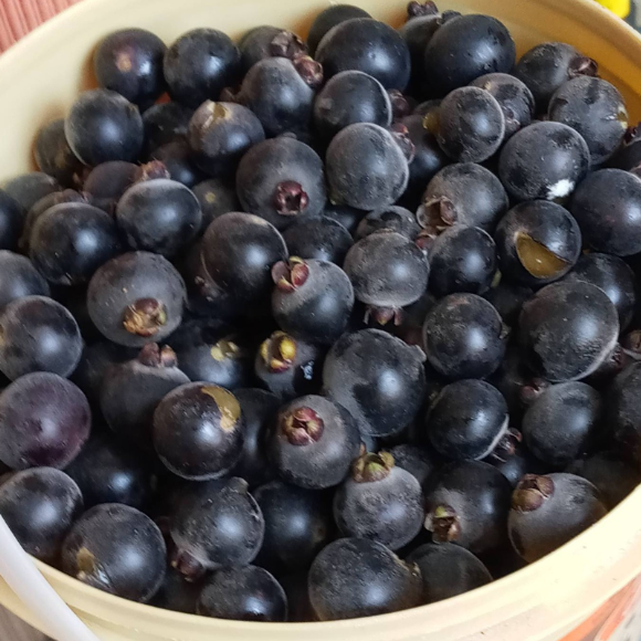 Imagem Fruto do Guabij&uacute;