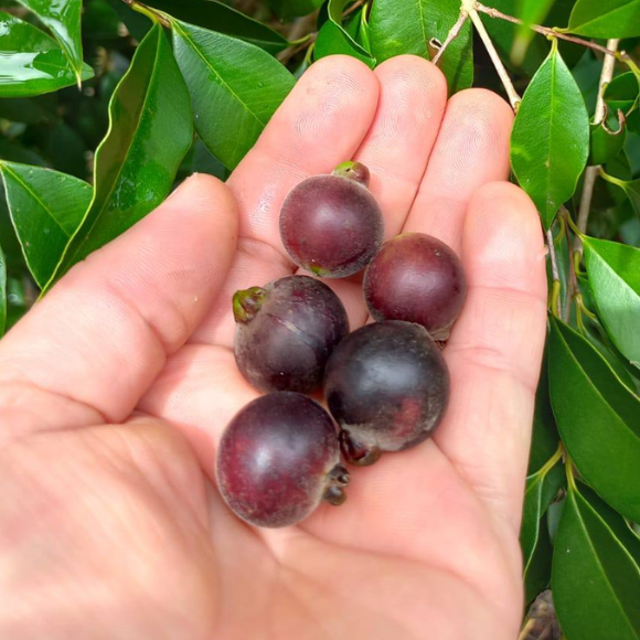 Imagem Fruto do Guabij&uacute;