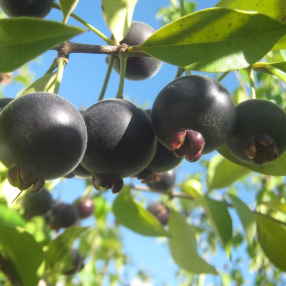 Imagem Muda de Alta Qualidade