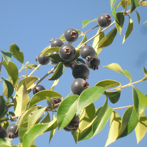 Imagem Fruto do Guabij&uacute;