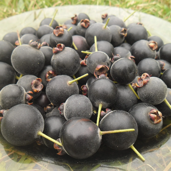 Imagem Fruto do Guabij&uacute;