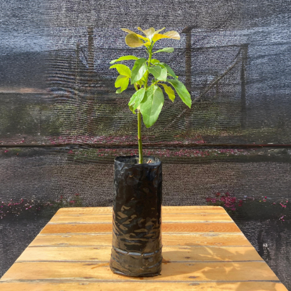 Imagem Muda do Abacate Geada