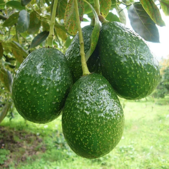 Imagem Fruto do Abacate Geada