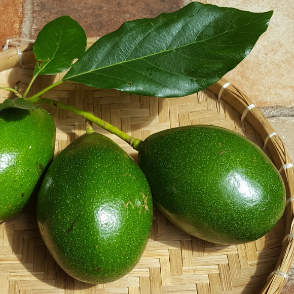 Imagem Fruto do Abacate Geada