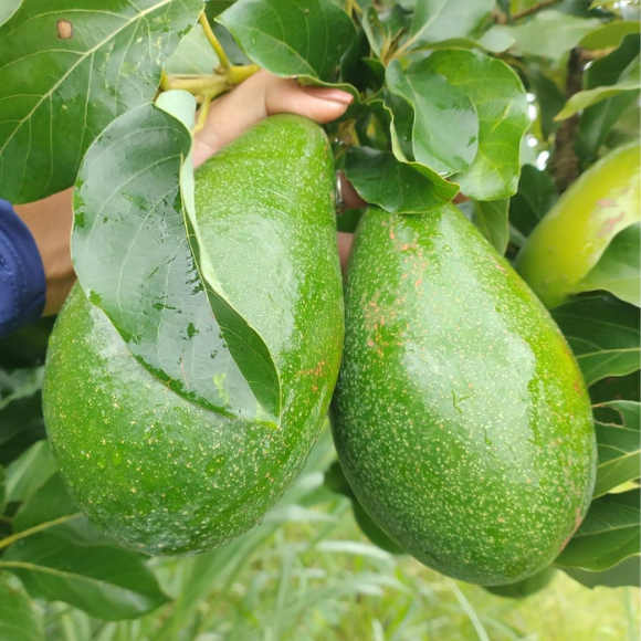 Imagem Fruto do Abacate Geada