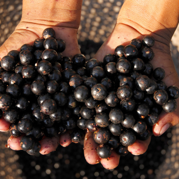 Imagem Fruto do A&ccedil;a&iacute;