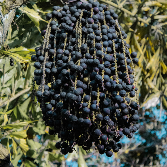 Imagem Fruto do A&ccedil;a&iacute;