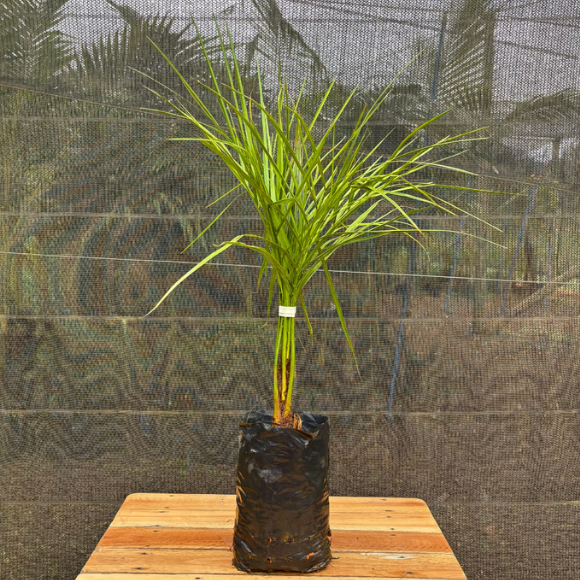 Imagem Muda do Butiá