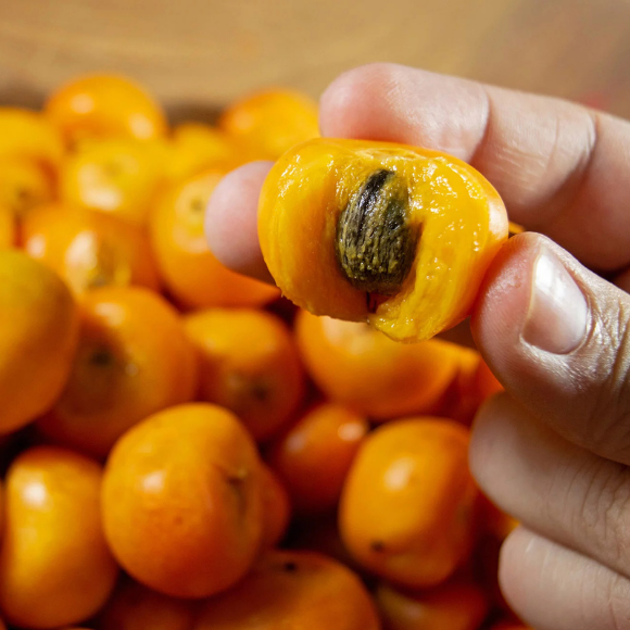 Imagem Fruto do Butiá