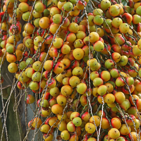Imagem Fruto do Butiá