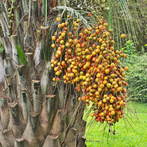 Imagem Fruto do Butiá