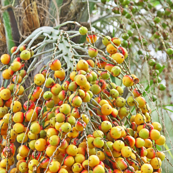 Imagem Muda de Alta Qualidade