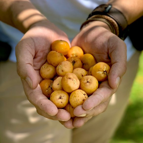 Imagem Fruto do Butiá