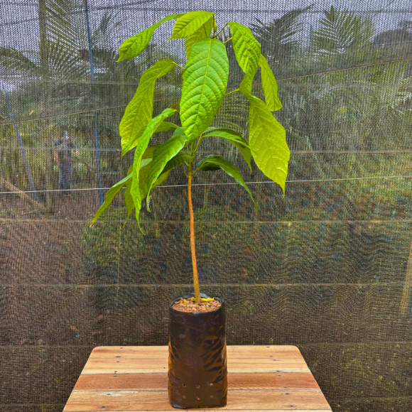 Imagem Muda do Cacau