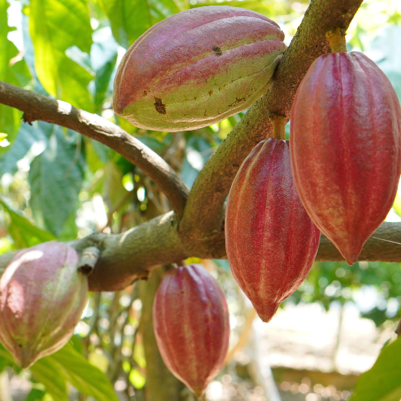 Imagem Fruto do Cacau