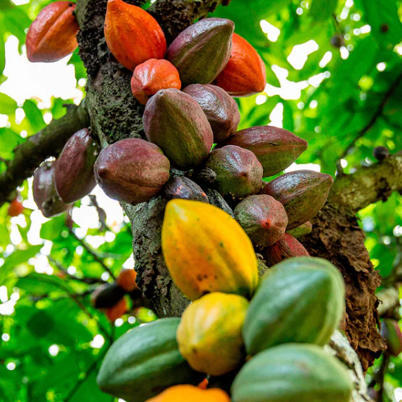 Imagem Muda de Alta Qualidade